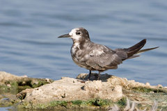 Black Tern